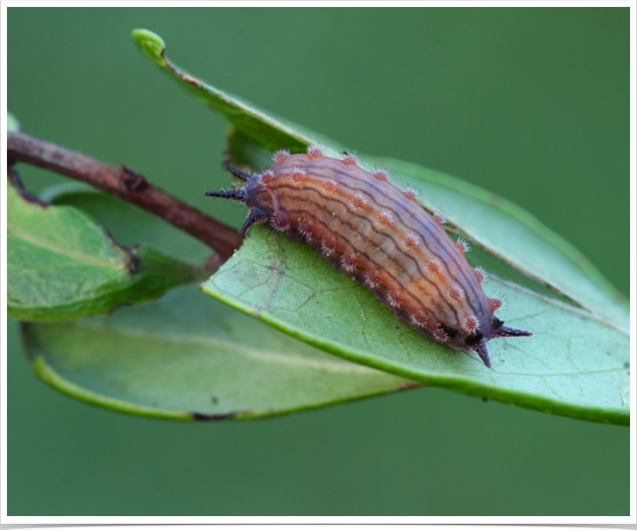 Monoleuca semifascia
Pin-striped Vermilion Slug
Bibb County, Alabama